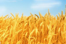 小麦的营养特点及需肥规律