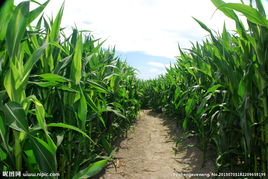 夏玉米亩产700公斤栽培技术规程