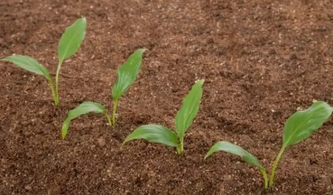 【农技】实现土壤高肥力，可以这样做！！