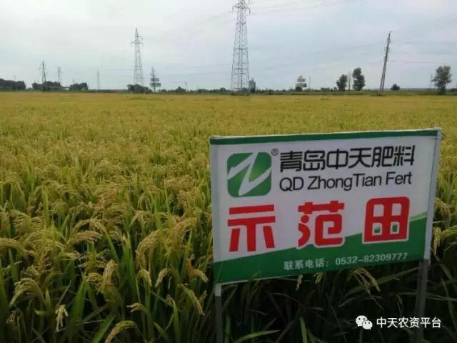 《春季》水稻施肥技巧