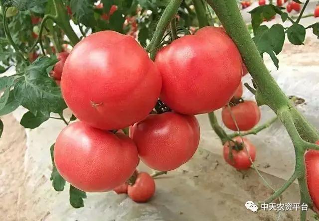《春季》西红柿畸形怎么办？