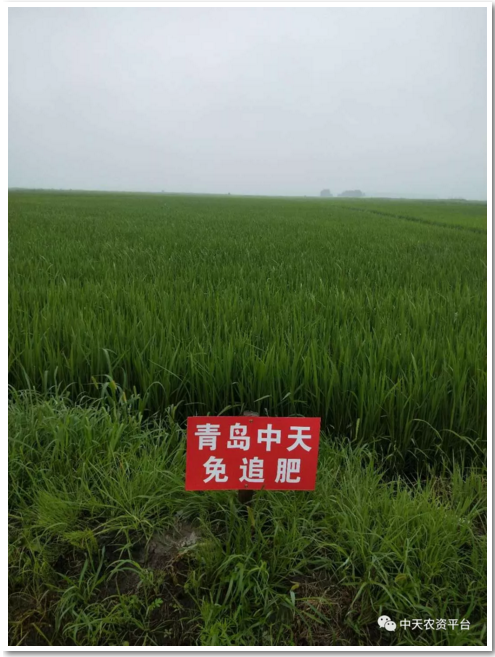 [效果回访] 助力水稻高产，还看中天肥料！