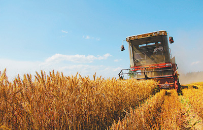 中天小课堂之小麦种植生长后期的管理技术要点